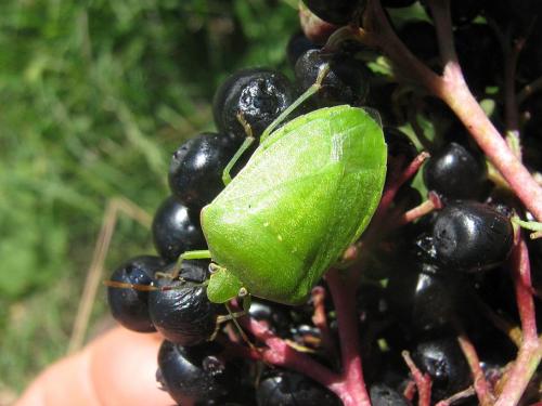 Nezara viridula