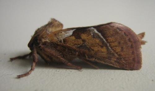Triodia sylvina