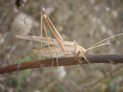 Tylopsis lilifolia