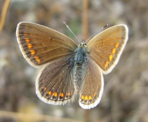 Polyommatus icarus