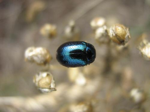 Réf. 24 948 : Chrysolina quadrigemina