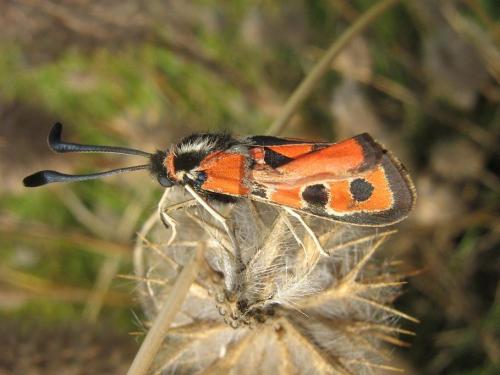 Réf. 24 918 : Zygaena fausta