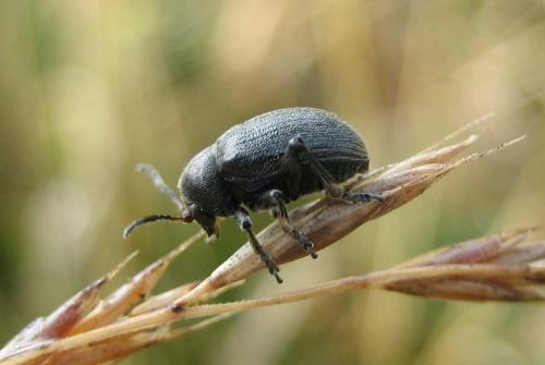 Réf. 24 436 : Bromius obscurus
