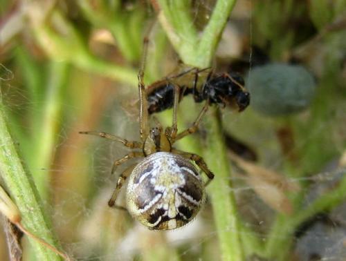 Phylloneta sp.