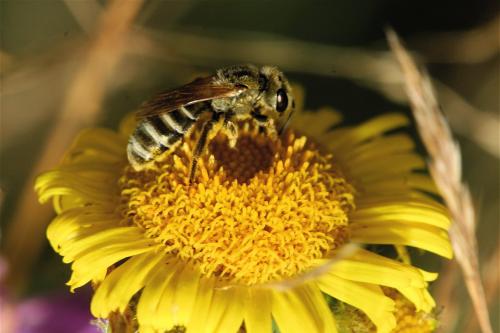 Halictinae