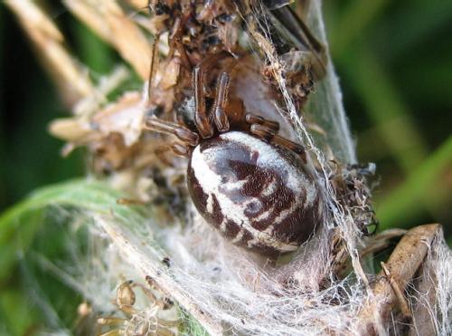 Réf. 24 108 : Singa sp.
