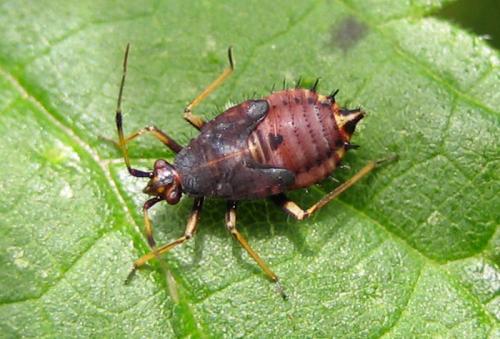Réf. 24 028 : Deraeocoris ruber