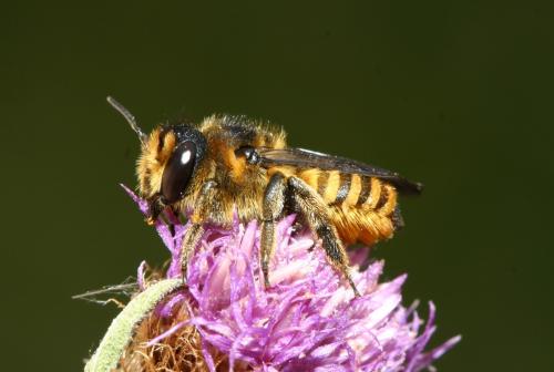Megachile sp.