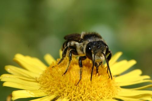 Réf. 24 190 : Megachile sp.