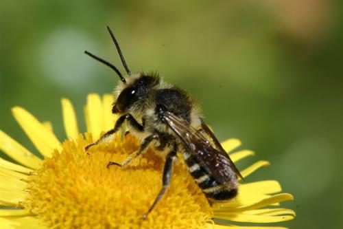 Megachile sp.