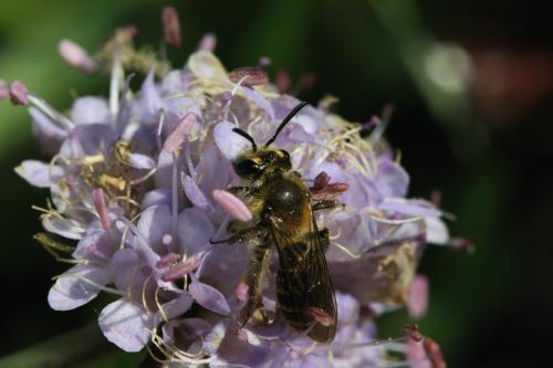 Andrena sp.
