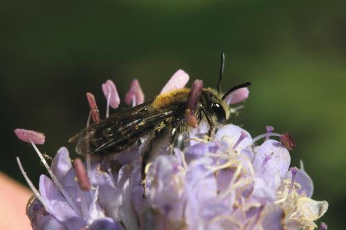Andrena sp.