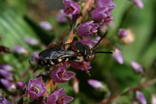 Réf. 24 223 : Epeolus sp.