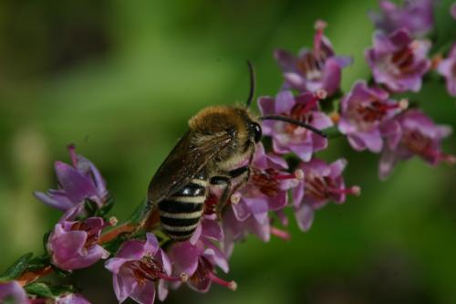 Réf. 24 224 : Colletes succinctus