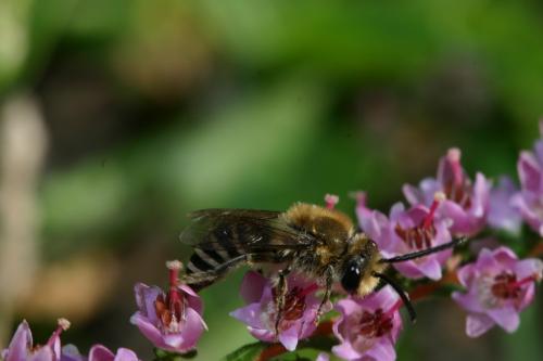 Colletes succinctus