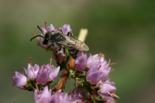 Andrena sp.