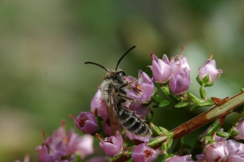 Andrena sp.