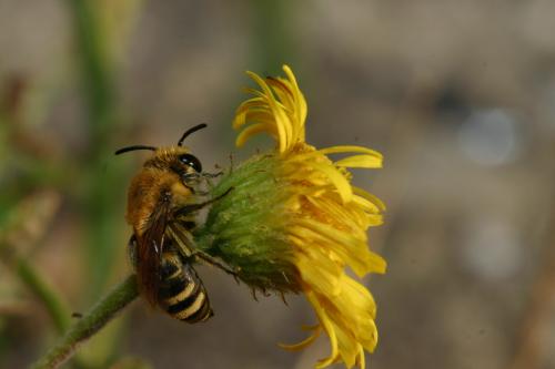 Réf. 24 333 : Colletes sp.