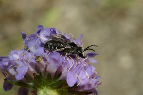 Lasioglossum sp.