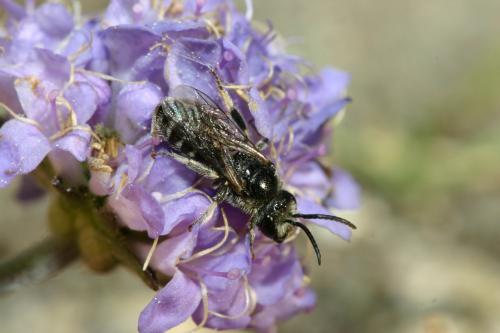 Lasioglossum sp.