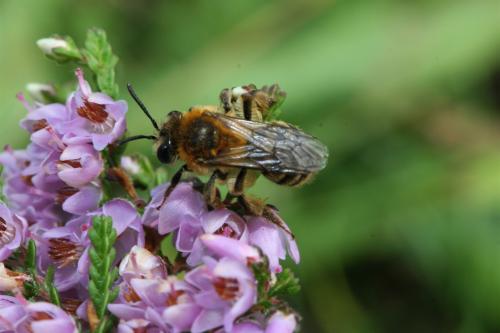 Andrena sp.