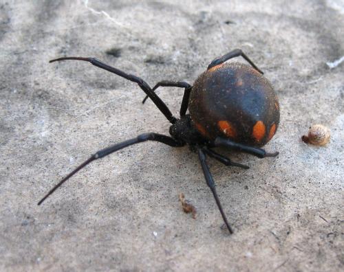 Latrodectus tredecimguttatus
