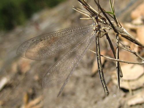 Réf. 24 262 : Macronemurus appendiculatus