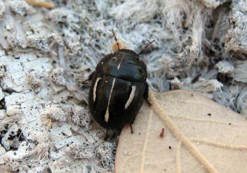 Réf. 24 083 : Odontoscelis sp.