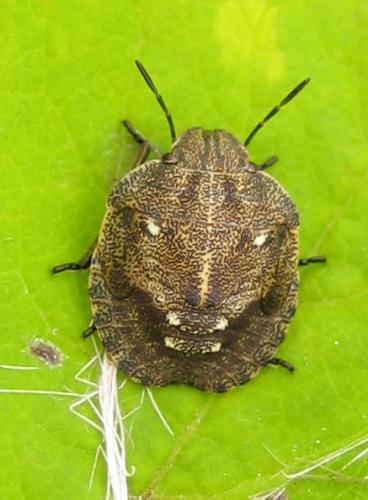 Réf. 24 029 : Eurygaster testudinaria