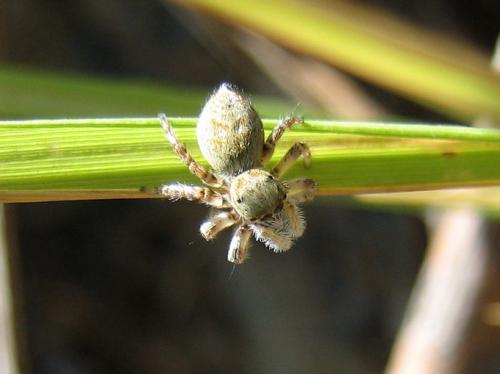Carrhotus xanthogramma