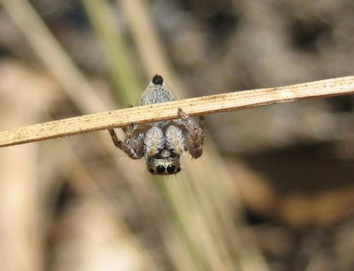 Carrhotus xanthogramma