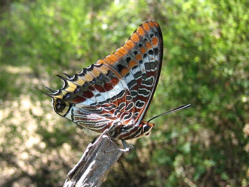 Charaxes jasius