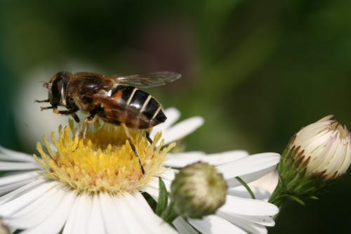 Eristalis nemorum