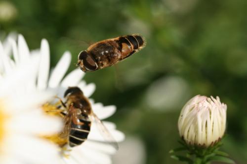 Eristalis nemorum