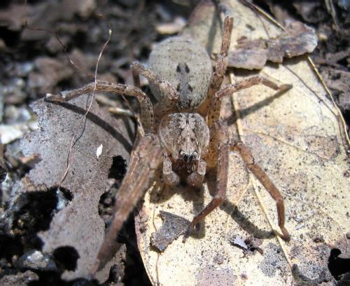 Zoropsis sp.