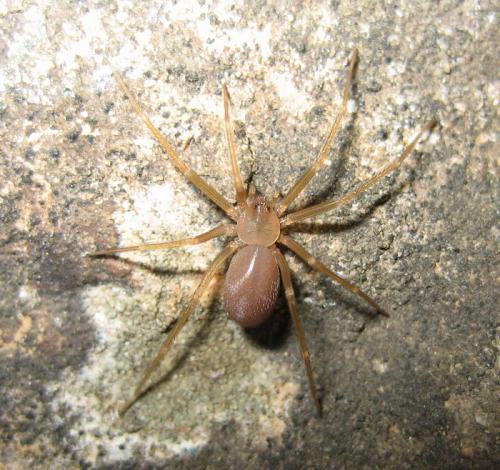 Réf. 24 221 : Loxosceles rufescens