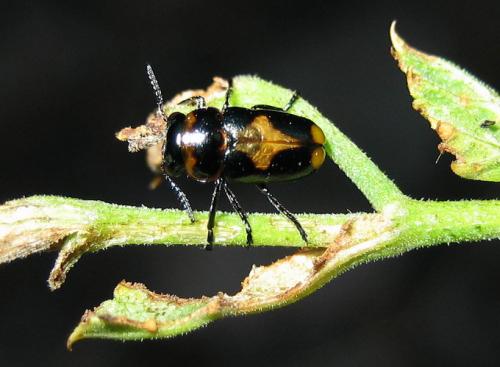 Réf. 24 413 : Coptocephala raffrayi