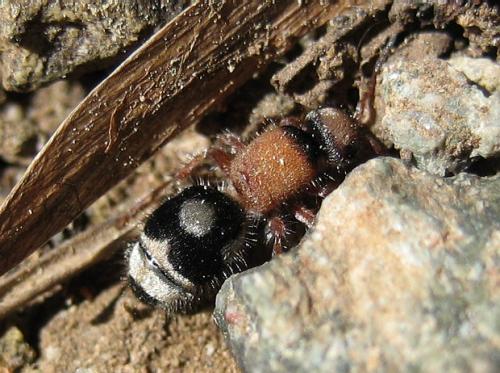 Physetopoda trioma