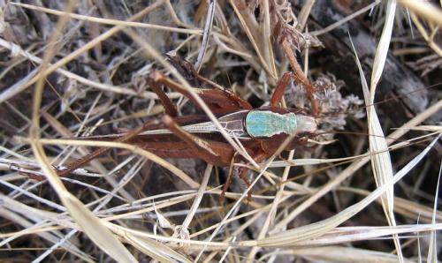 Réf. 24 439 : Platycleis sp.