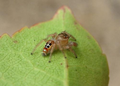 Thyene imperialis