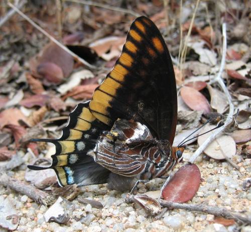 Charaxes jasius