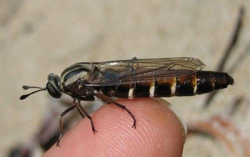 Leptomydas corsicanus