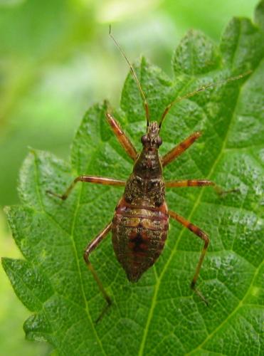 Himacerus apterus