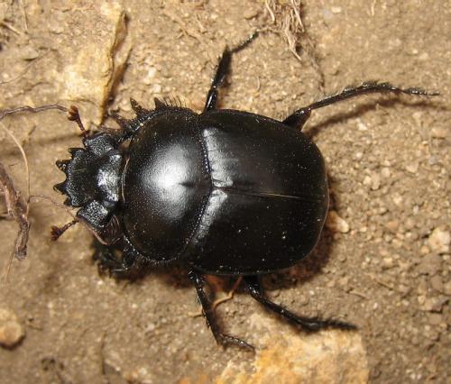Réf. 24 903 : Scarabaeus typhon
