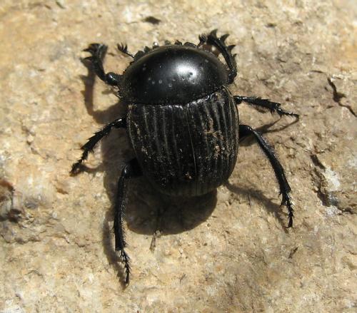 Réf. 24 902 : Scarabaeus laticollis