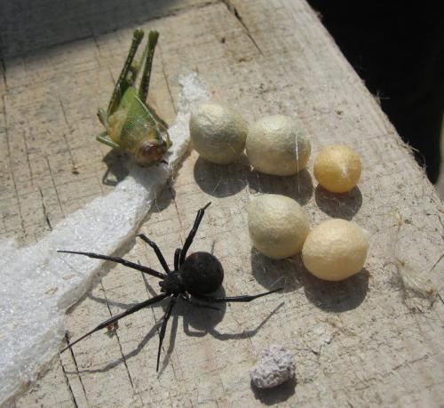 Latrodectus tredecimguttatus