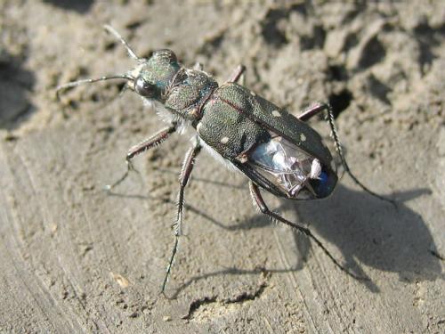 Réf. 24 497 : Calomera littoralis quadripunctata