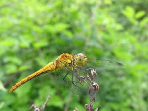 Sympetrum sanguineum