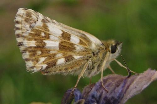 Réf. 24 281 : Pyrgus sp.