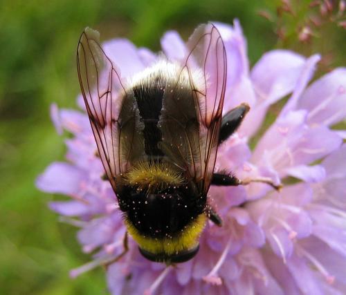 Sericomyia bombiformis
